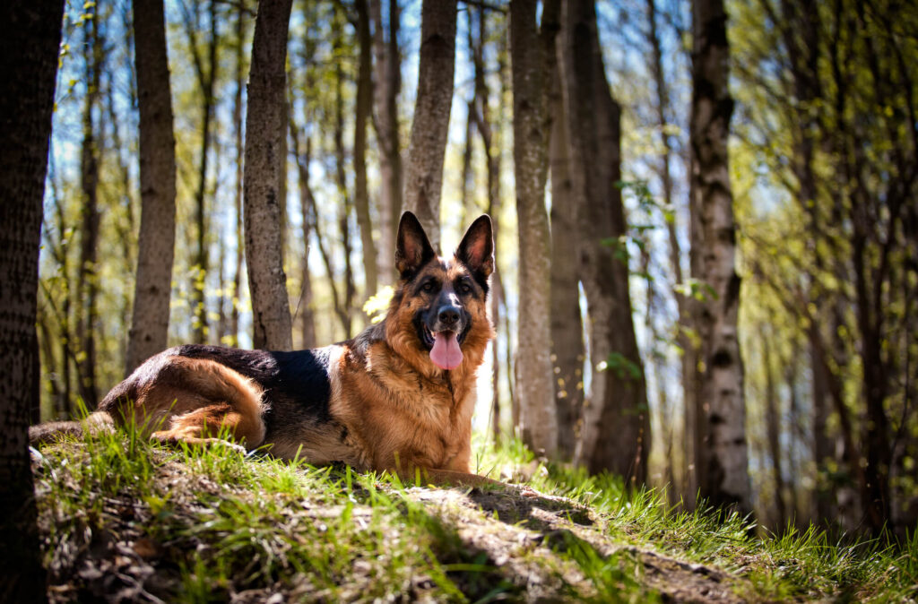 Berger Allemand, un des meilleurs chiens de garde au monde