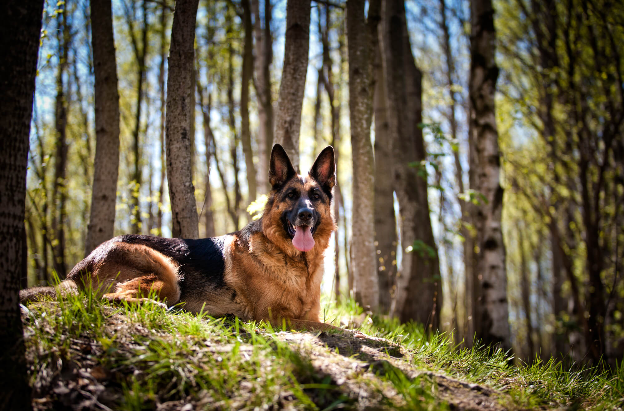 Top 10 des chiens de garde les plus protecteurs — free download