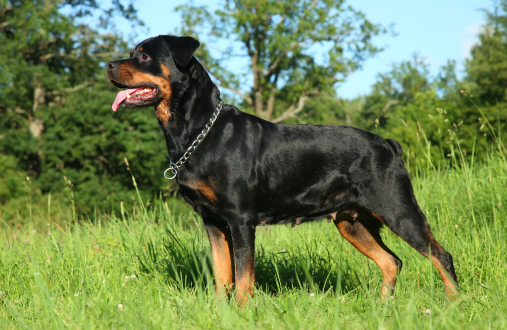 Le Rottweiler, un des meilleurs chiens de garde au monde