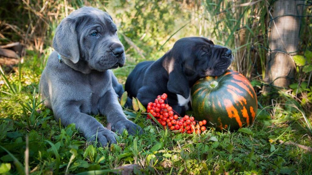 Ne donnez jamais ces aliments à votre chien ! 6 nourritures toxiques pour les chiens