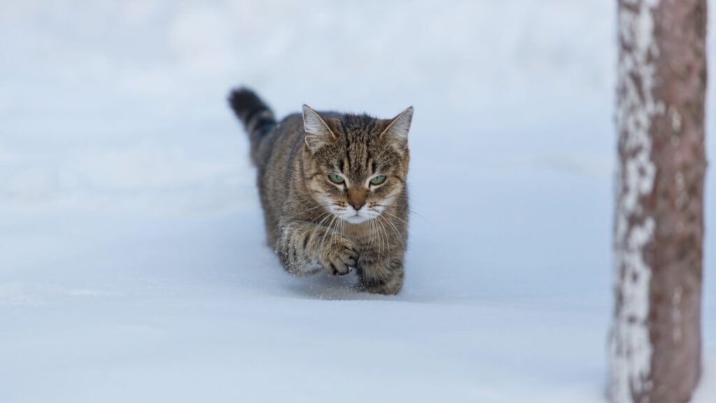 chat dehors neige (2)