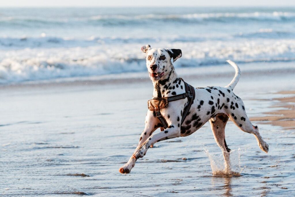 chien chiens plus rapide rapides dalmatien