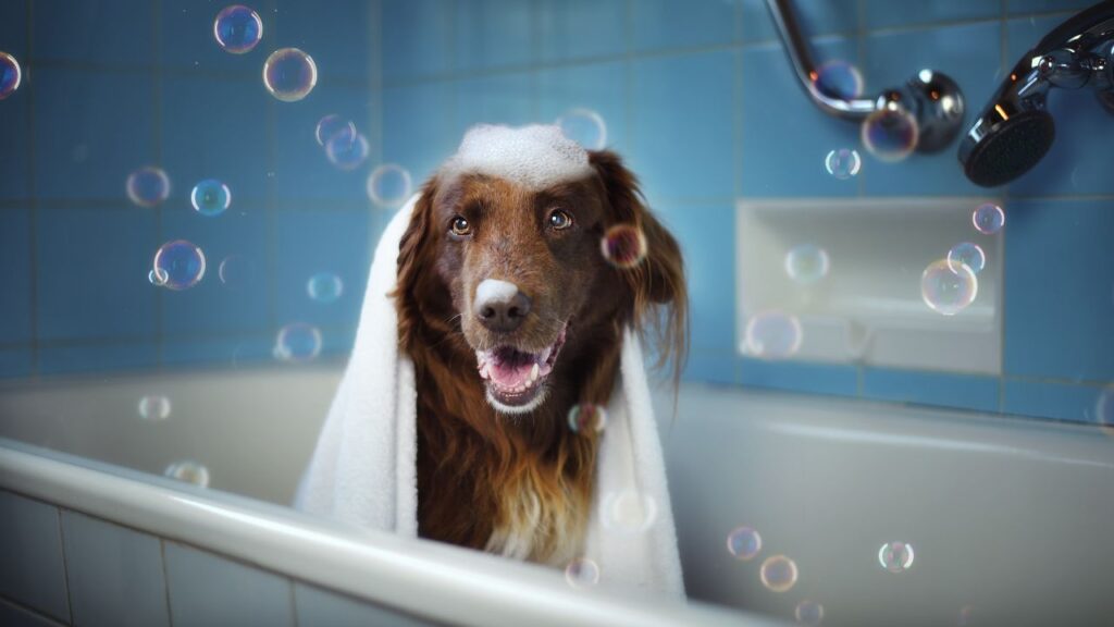 chien douche (1)