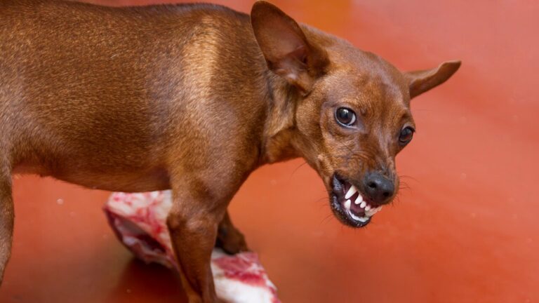 Pourquoi Mon Chien Me Grogne t il Dessus Quand Il Mange pourquoi-mon-chien-me-grogne-t-il-dessus-quand-il-mange