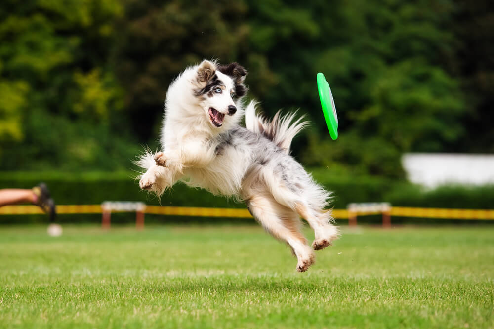 Un chien en train de jouer