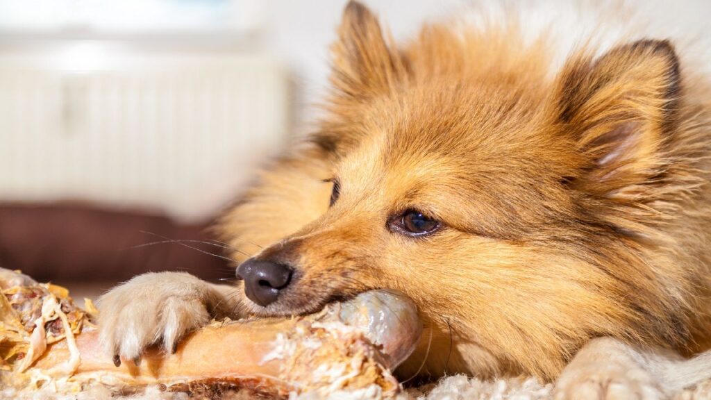 Pourquoi les chiens raffolent-ils autant des os ?