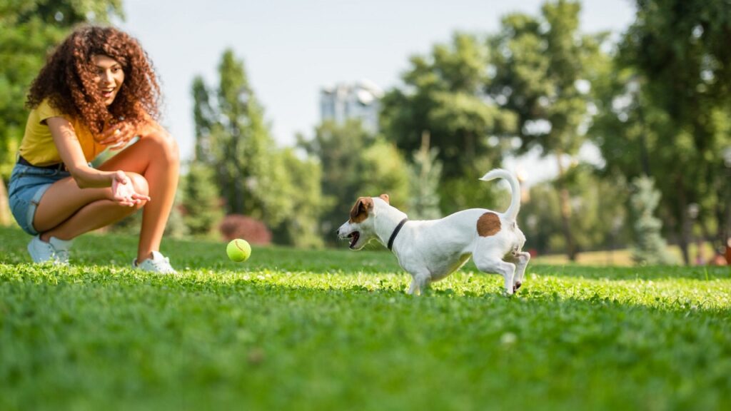 Faites ceci si votre chien s’ennuie ! 6 exercices stimulants