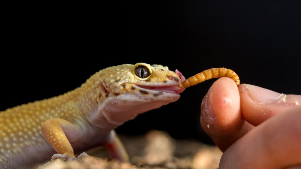 gecko léopard manger (1)