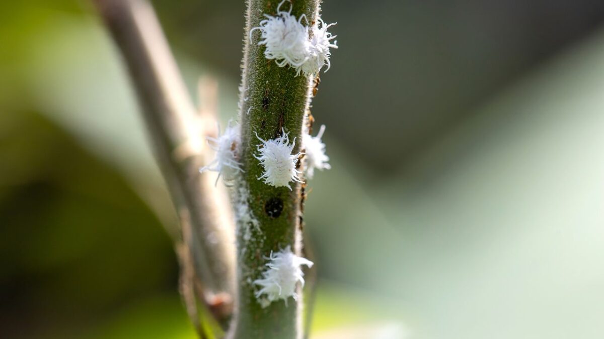 Petits insectes blancs sur les plantes qu
