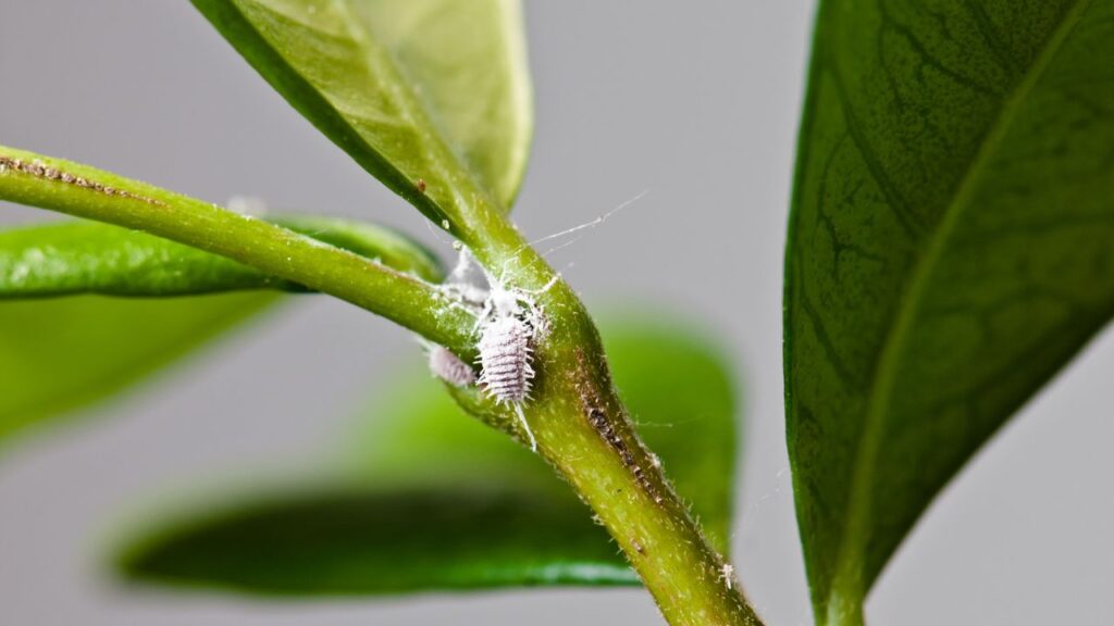insectes blancs plantes cochenilles (1)