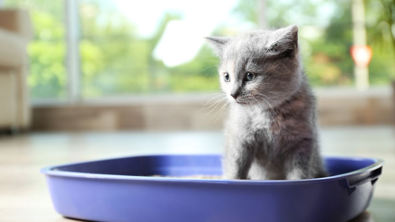 Kit Créatif à Peindre - Chat à Personnaliser Soi-Même - Pour Enfants (3 Ans Et Plus) Et Adultes - Neuf
