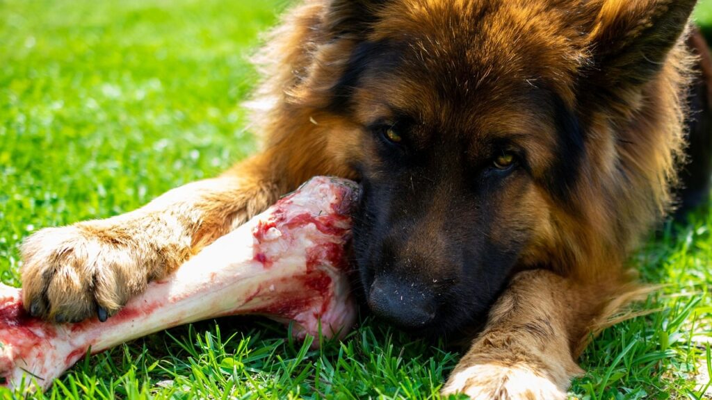 Est-ce une bonne idée de donner un os à un chien ?
