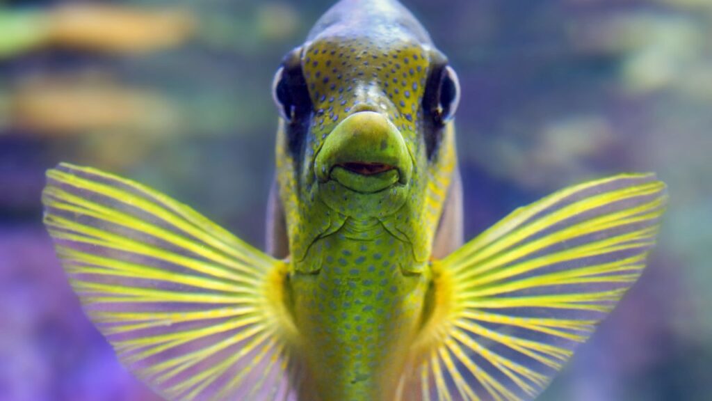 poissons intelligents