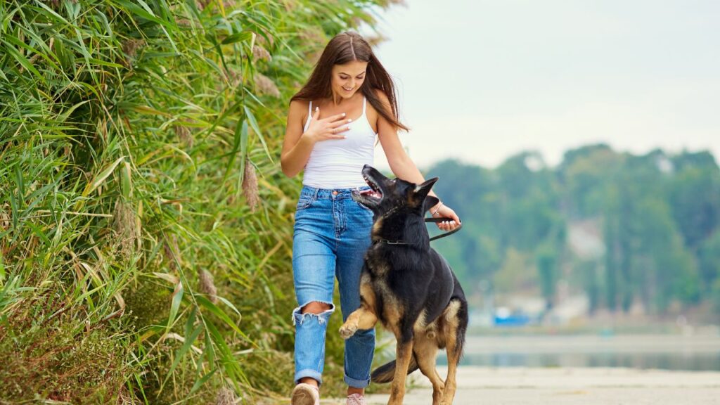 renforcer lien chien (1)