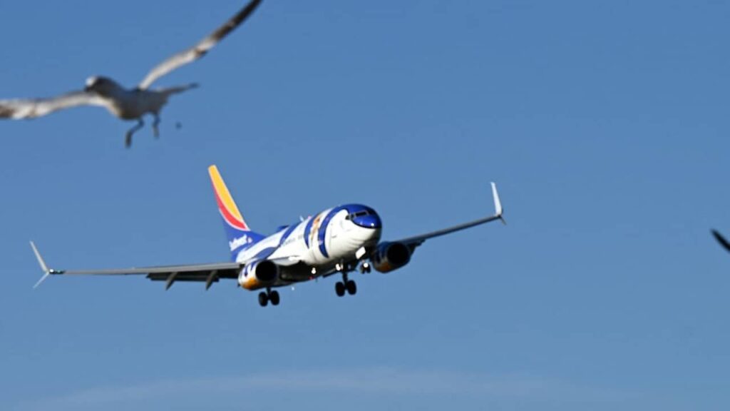 Avion et oiseau