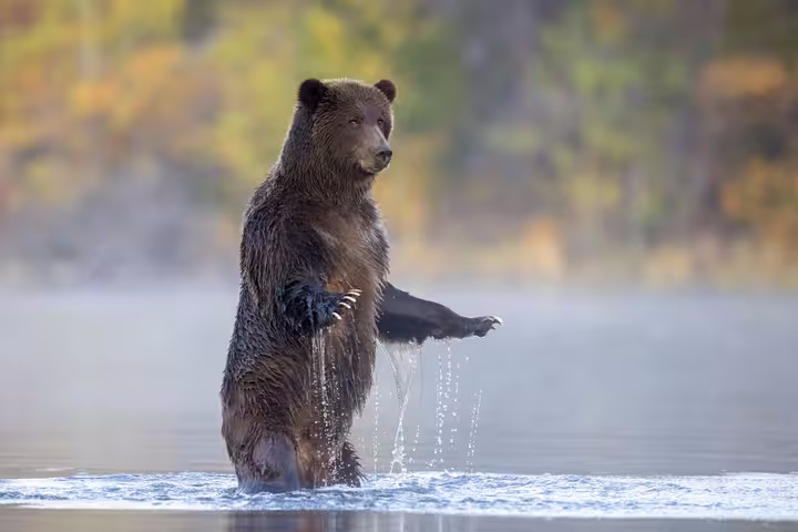Grizzly pêcheur
