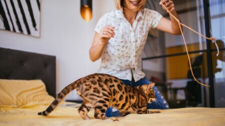 10 idées d’activités divertissantes à faire avec son chat