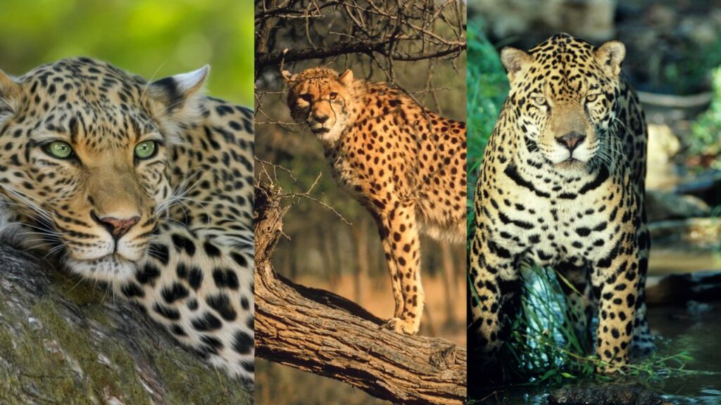 difference jaguar leopard guepard (2)