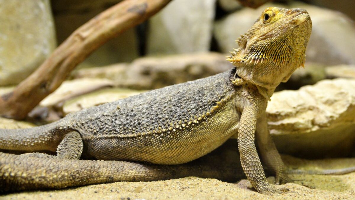 Fiche d'élevage : comment accueillir un pogona nain chez soi
