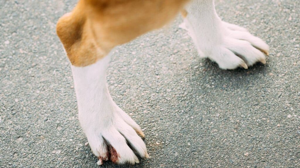 blessure patte chien