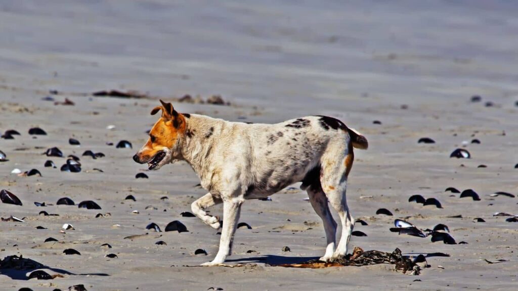 boiterie chien
