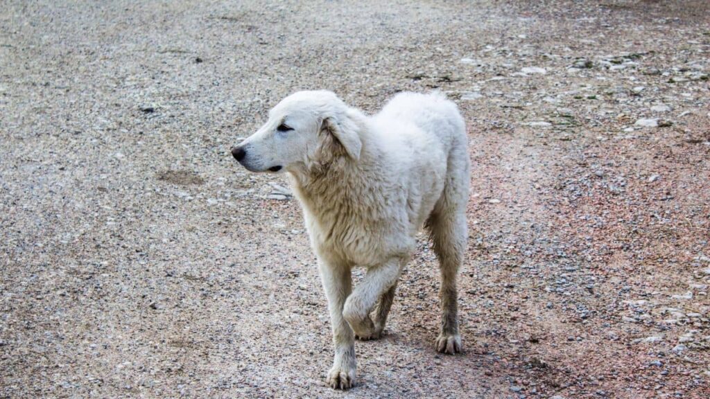 chien qui boite