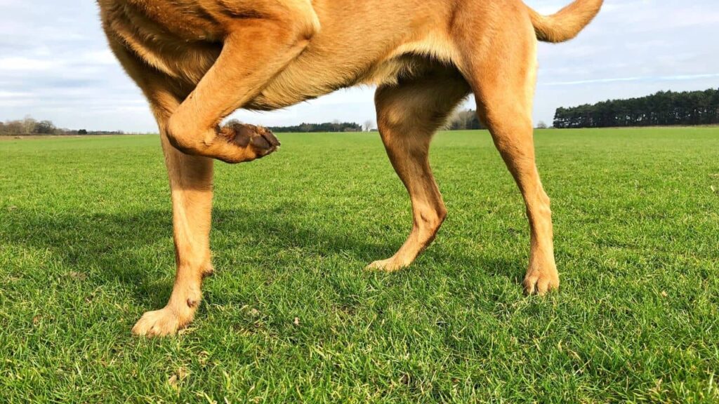 Mon chien boite mais ne se plaint pas