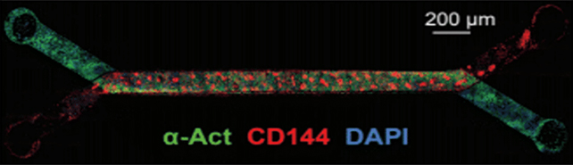 Une image de la puce avec des cellules cardiaques âgées d'une semaine. (Mozneb et al., Lab on a Chip, 2024)
