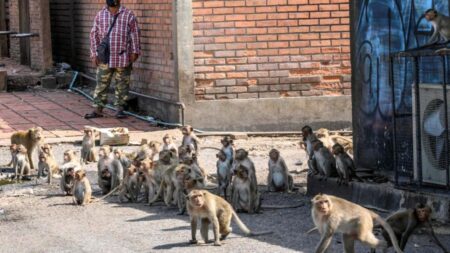 singes Lopburi (2)