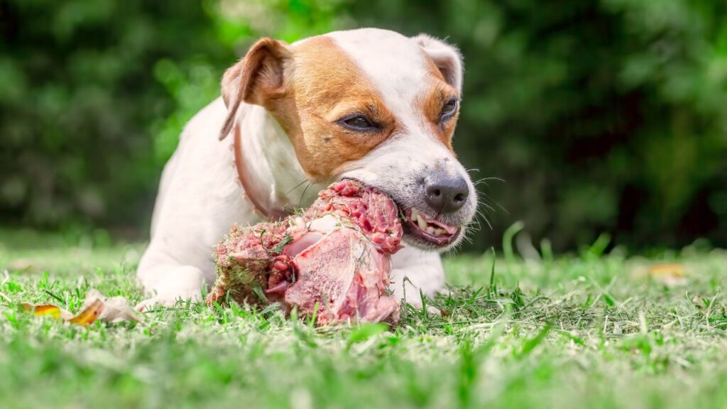 viande crue chien (2)
