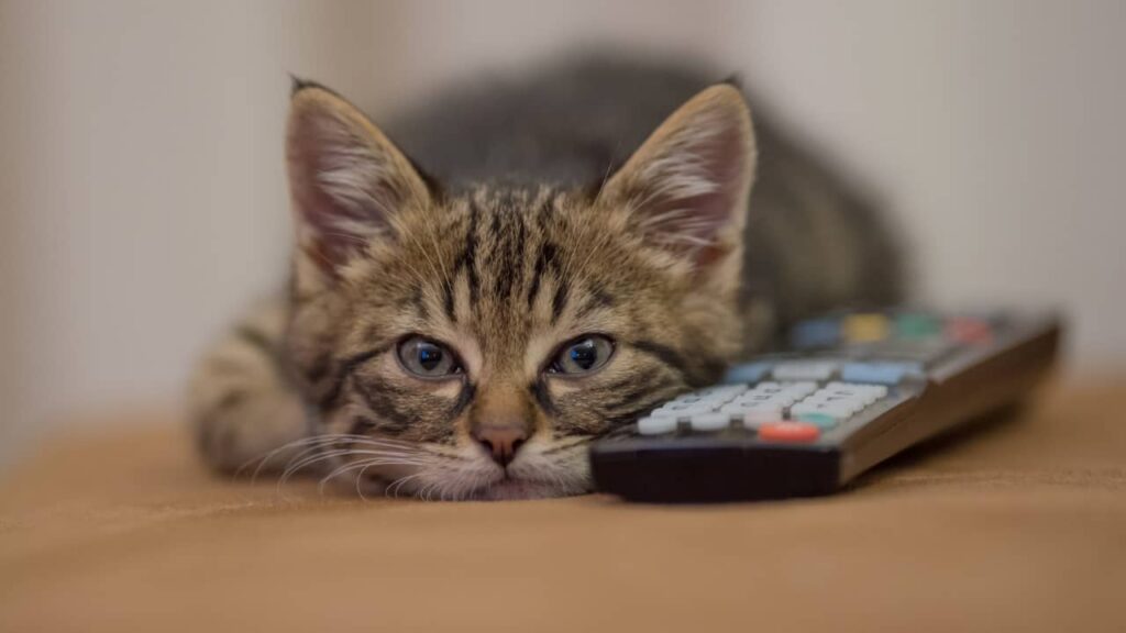 Impôts sur les animaux