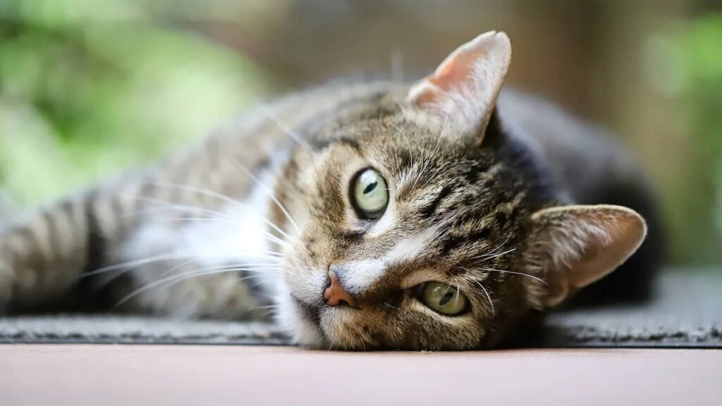 Les chats affectueux