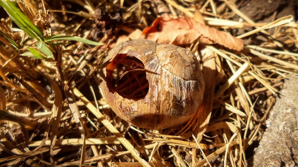 escargot coquille (2)