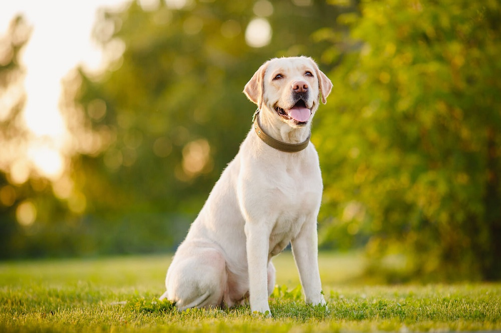 Labrador Retriever, une race de chien