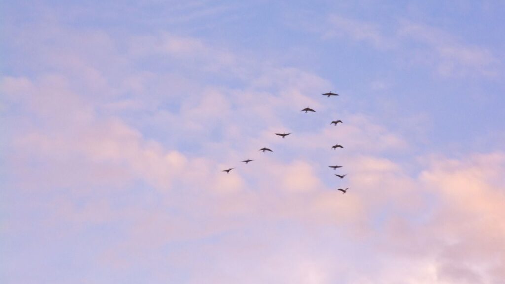oiseaux migrateurs (2)