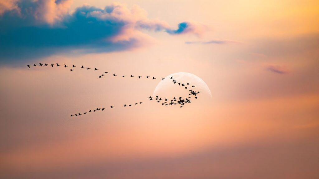 oiseaux migrateurs (2)