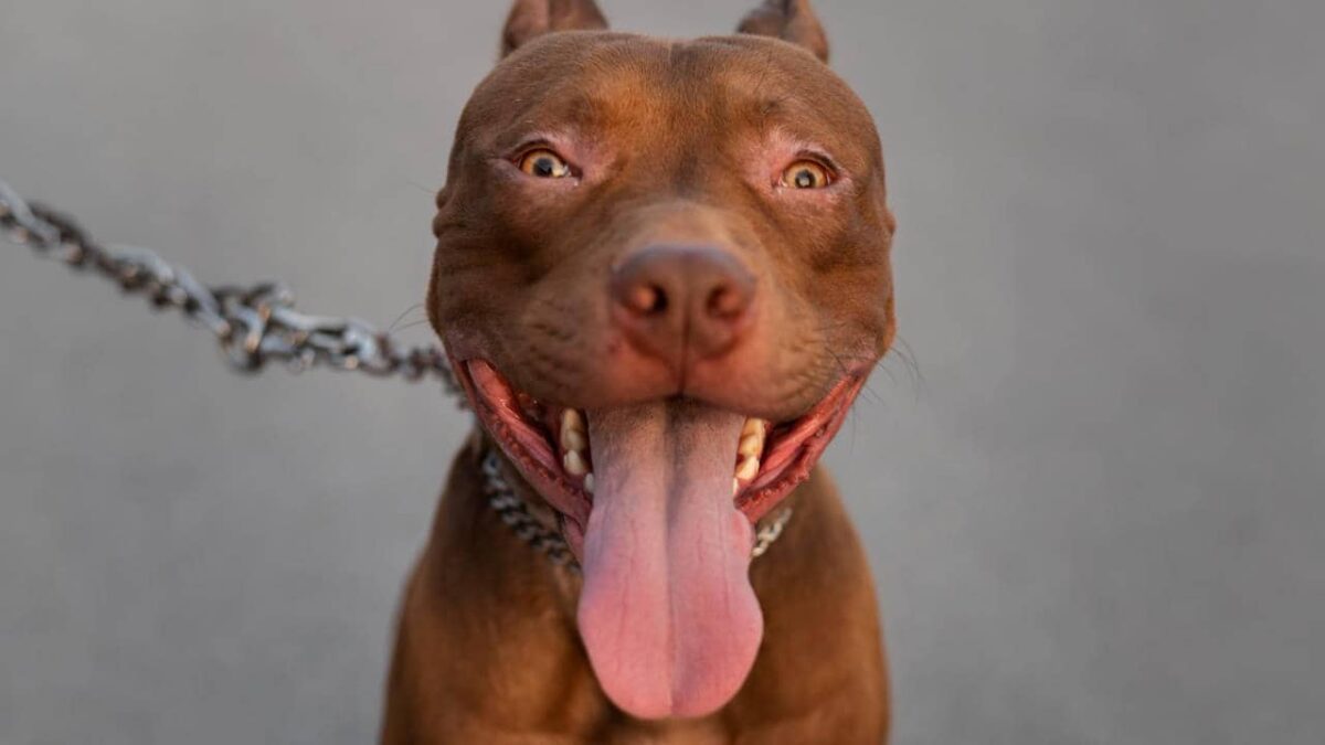 Pourquoi mon chien se lèche-t-il