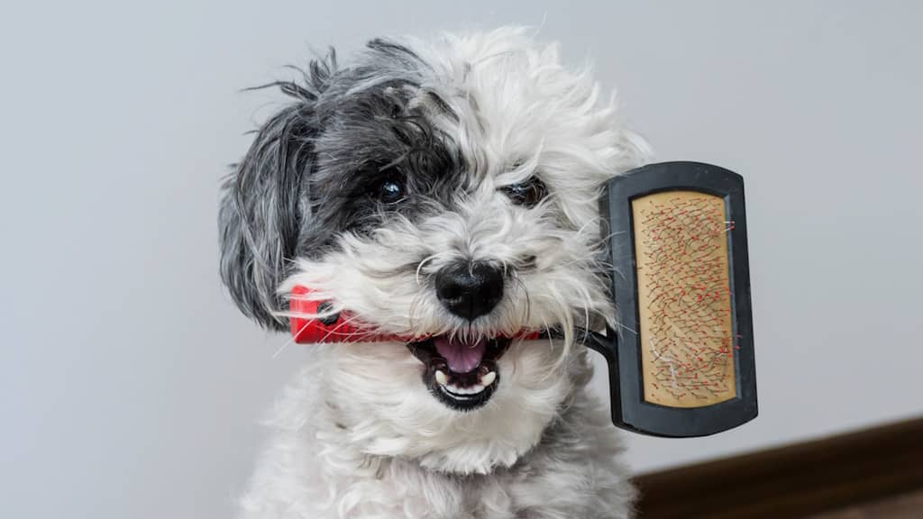 brosse pour chien