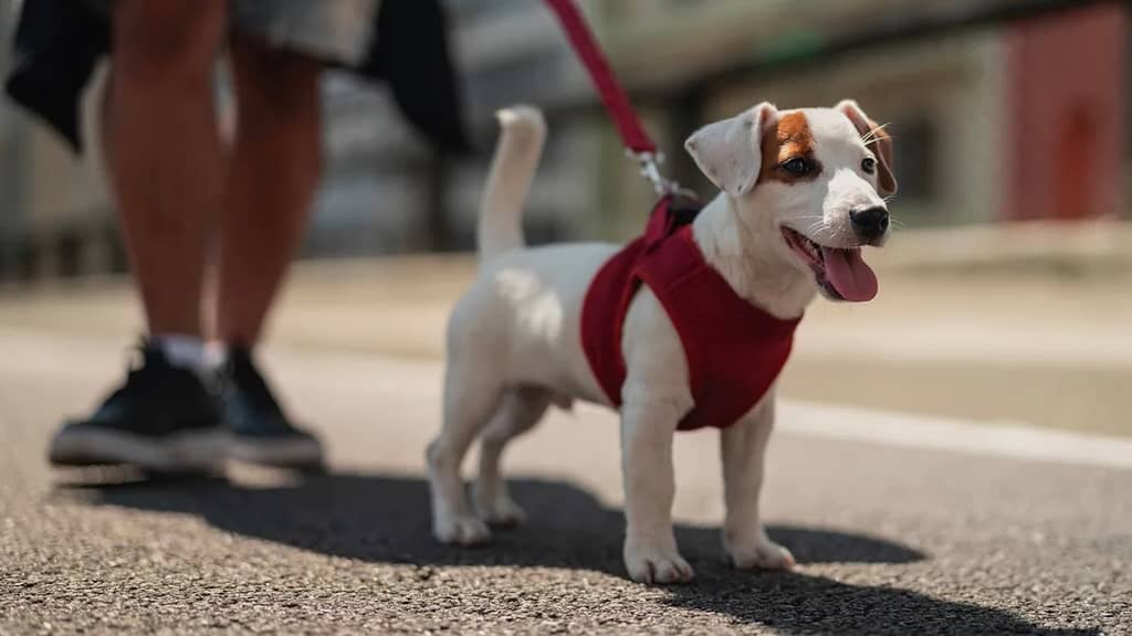 collier laisse harnais pour chien