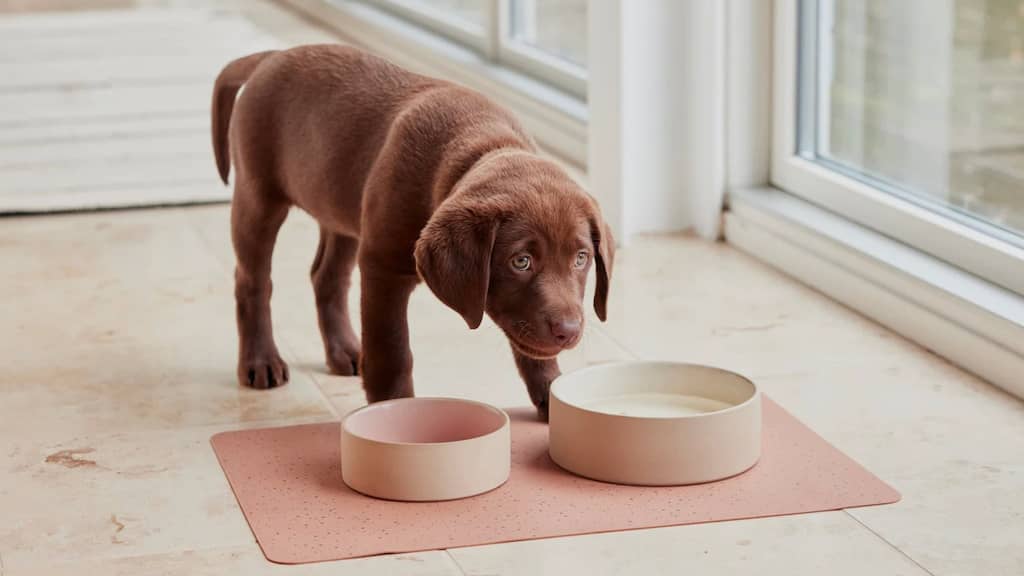 gamelles pour chien