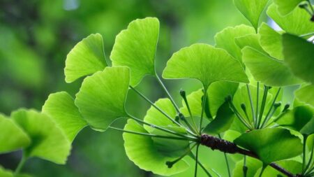 Le ginkgo biloba : votre allié naturel contre le vieillissement cérébral ginkgo biloba arbre