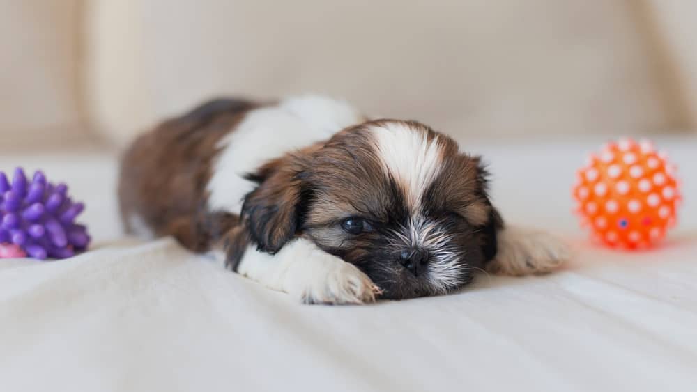 jouets pour chiot