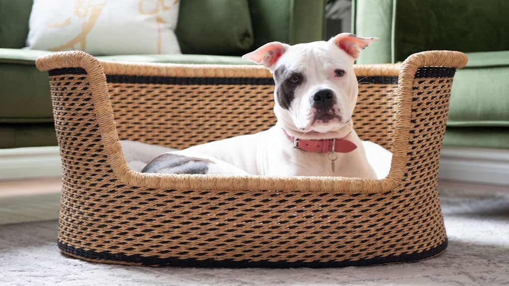 panier avec coussin pour chien