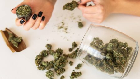 Le cannabis pourrait bientôt être légalisé aux États-Unis Le cannabis pourrait bientôt être légalisé dans tous les États-Unis