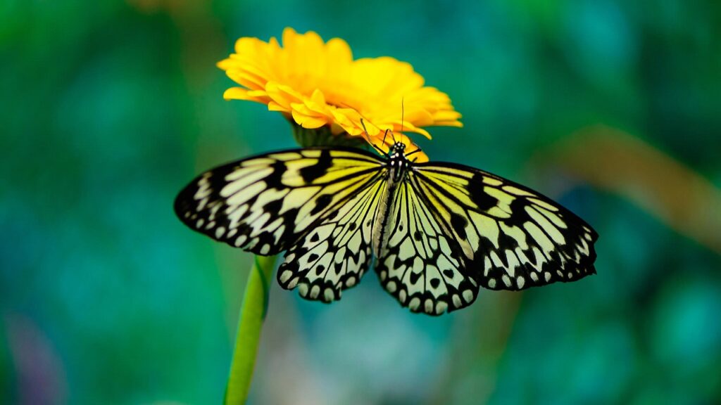 Laissez pousser l'herbe pour attirer les papillons dans votre jardin