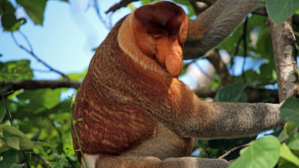 Le nez, atout majeur des singes proboscis mâles pour séduire leurs partenaires
