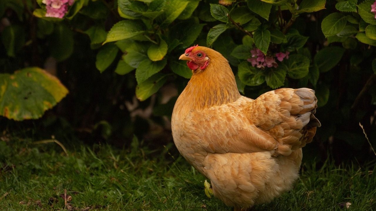 Poule Qui Pond Des œufs Bleus