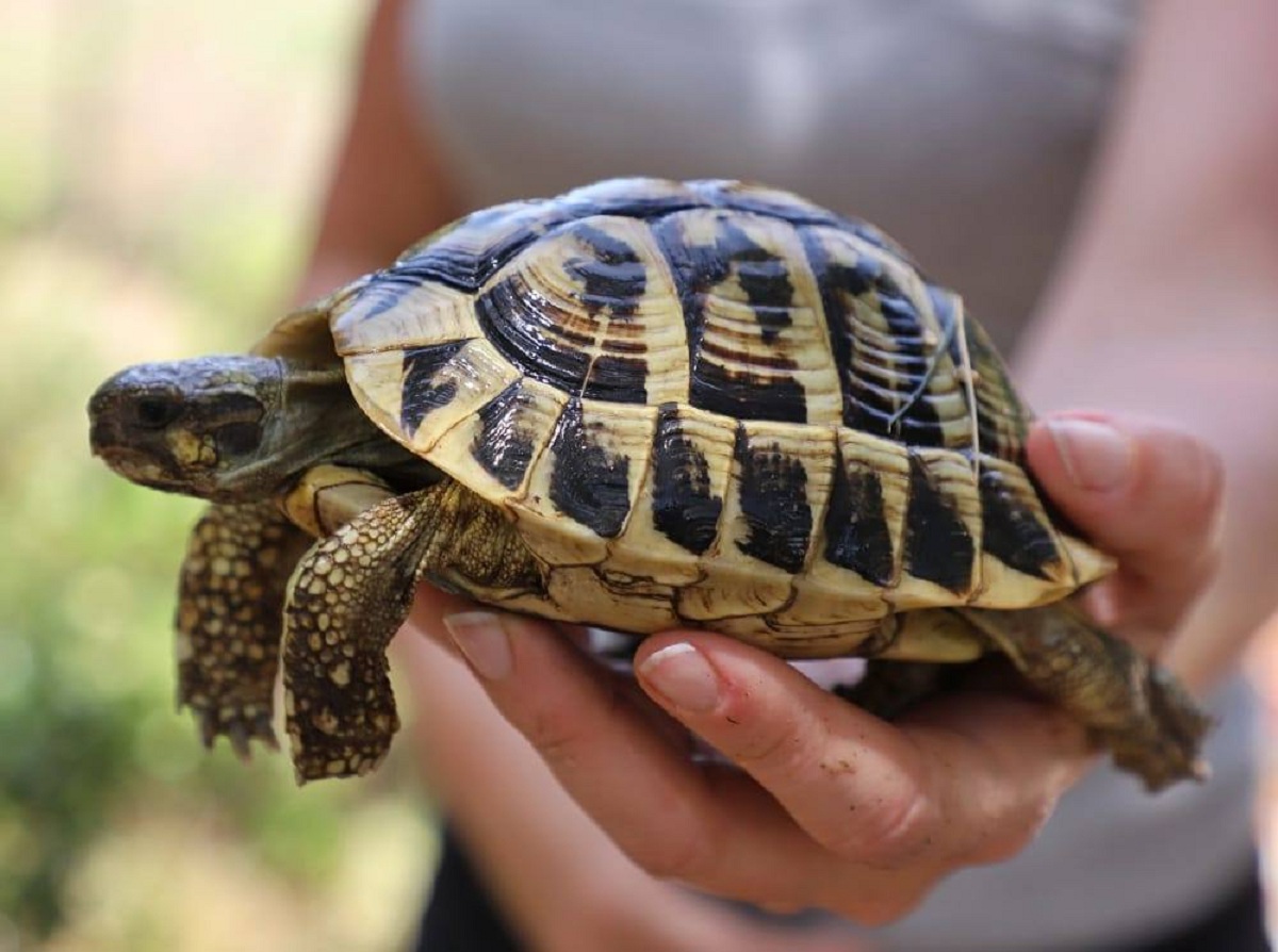 Comment savoir l'âge d'une tortue ? 6 techniques efficaces