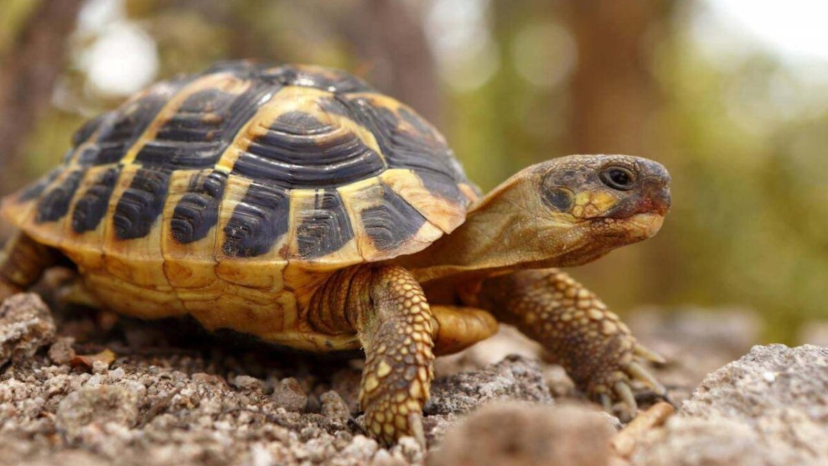 Comment savoir l'âge d'une tortue ? 6 techniques efficaces
