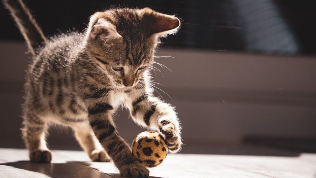 chaton